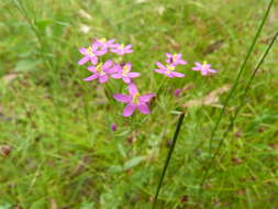 Image of Centaury