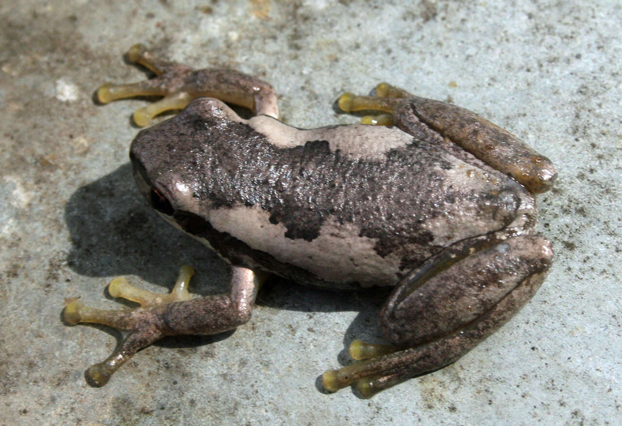 Image of Australiasian treefrogs