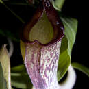 Image of Nepenthes talaganesensis × Nepenthes maxima