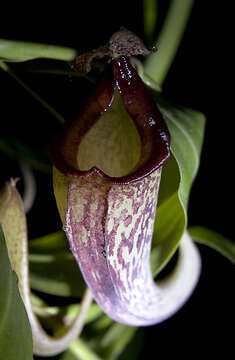 Image of Nepenthes talaganesensis × Nepenthes maxima