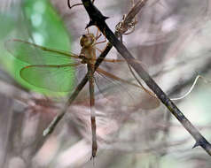 Image of Two-Spined Darners