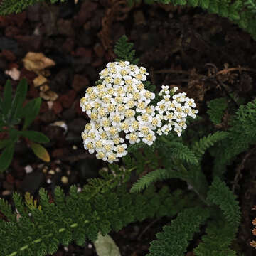 Image of yarrow, milfoil