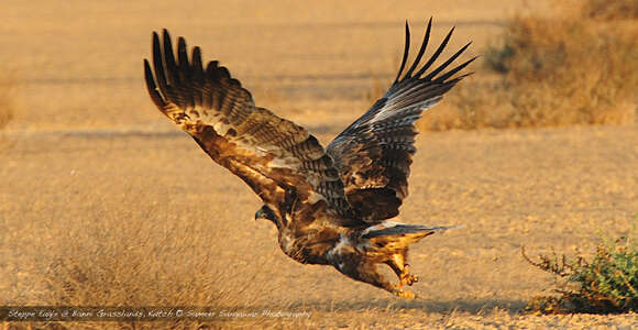 Image of Steppe Eagle