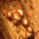 صورة Lasiobelonium nidulum (J. C. Schmidt & Kunze) Spooner 1987