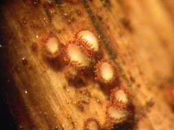 Image of Leotiomycetes