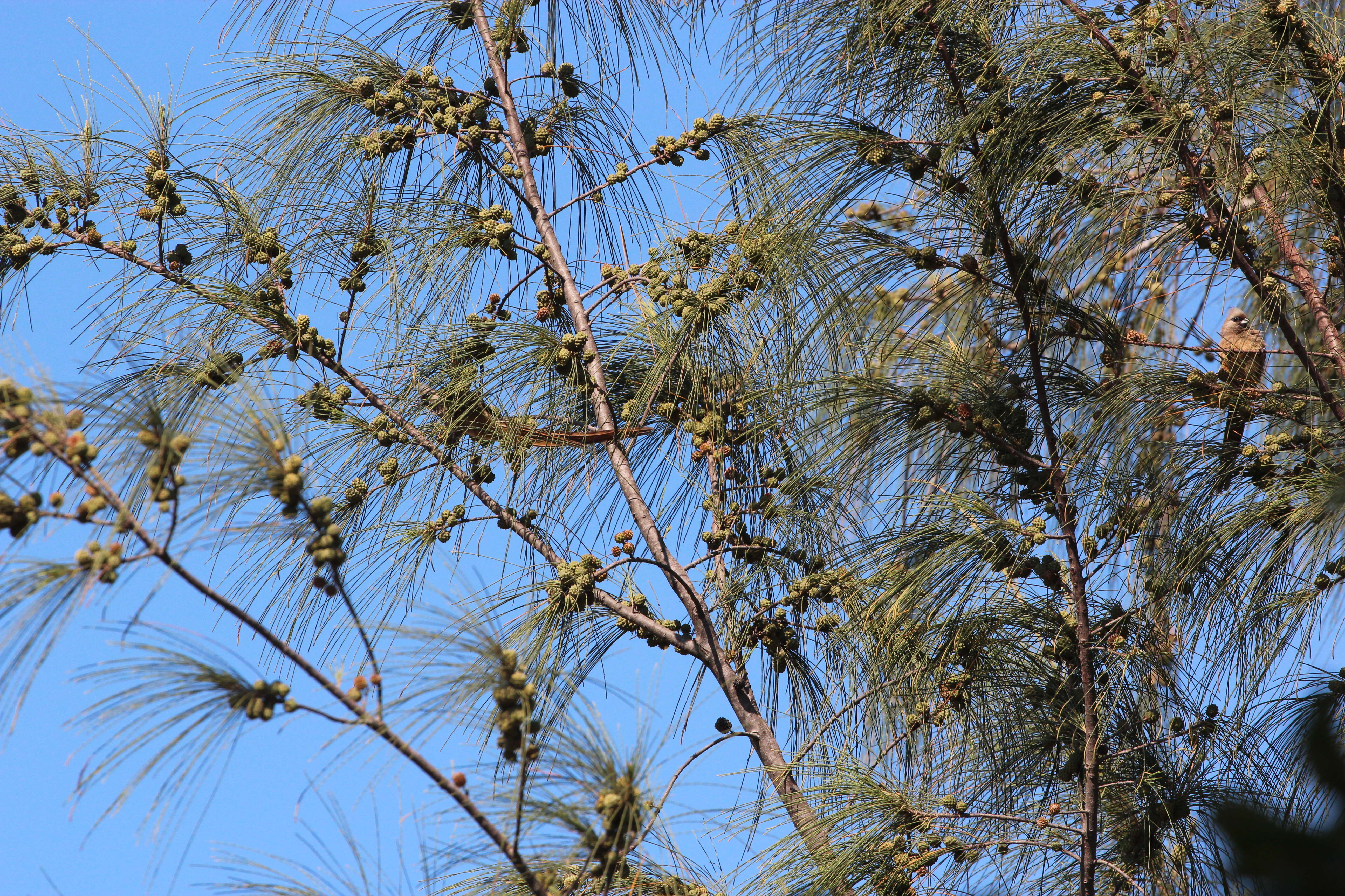 Image of beach sheoak