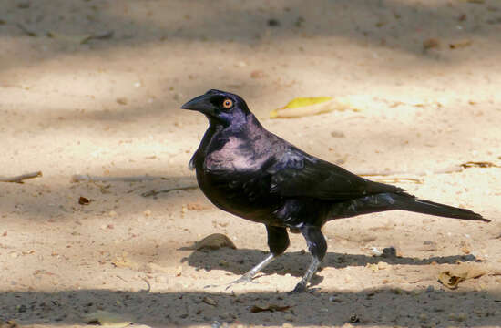 Image of Giant Cowbird