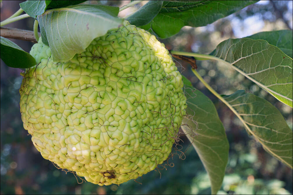 Image of Osage-orange