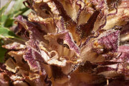 Imagem de Orobanche reticulata Wallr.