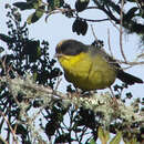 Image of Pale-naped Brush Finch