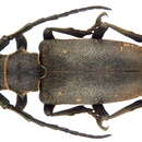 Image of Weaver beetle