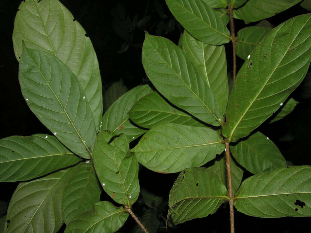 Image of Duroia costaricensis Standl.