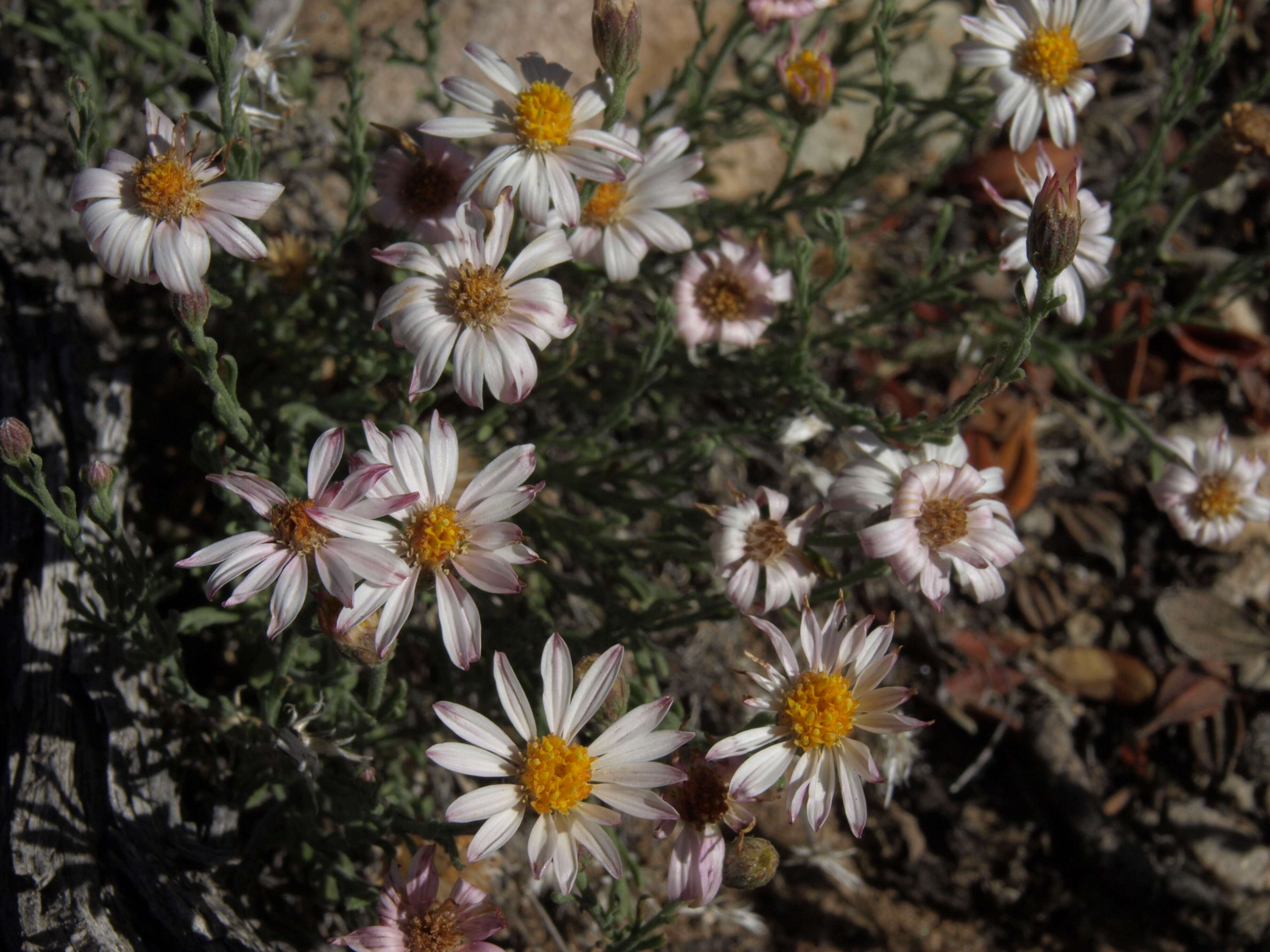 Image of leastdaisy