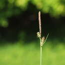 Image of Carex michelii Host