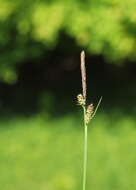 Image of Carex michelii Host