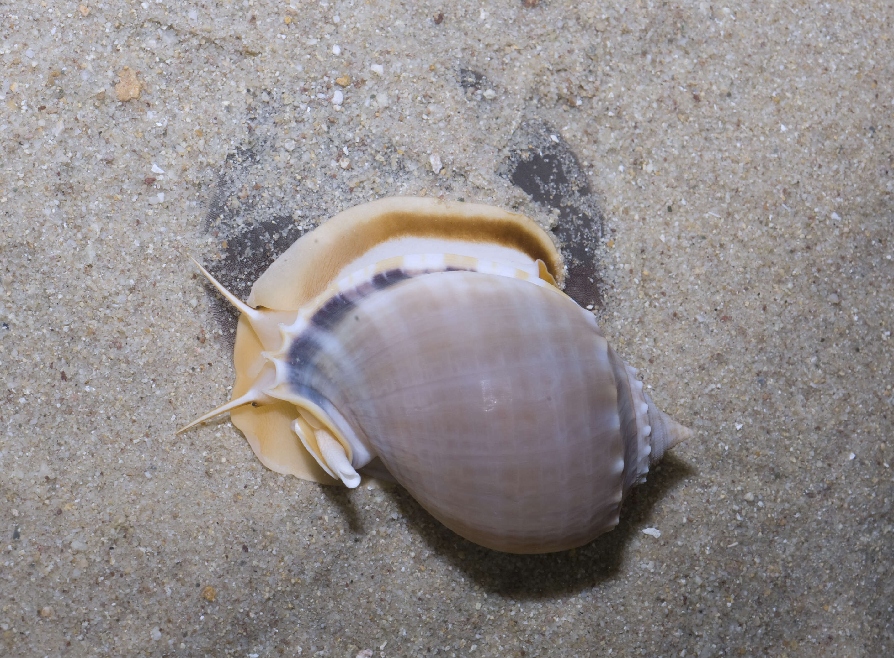 Image of Grey Bonnet