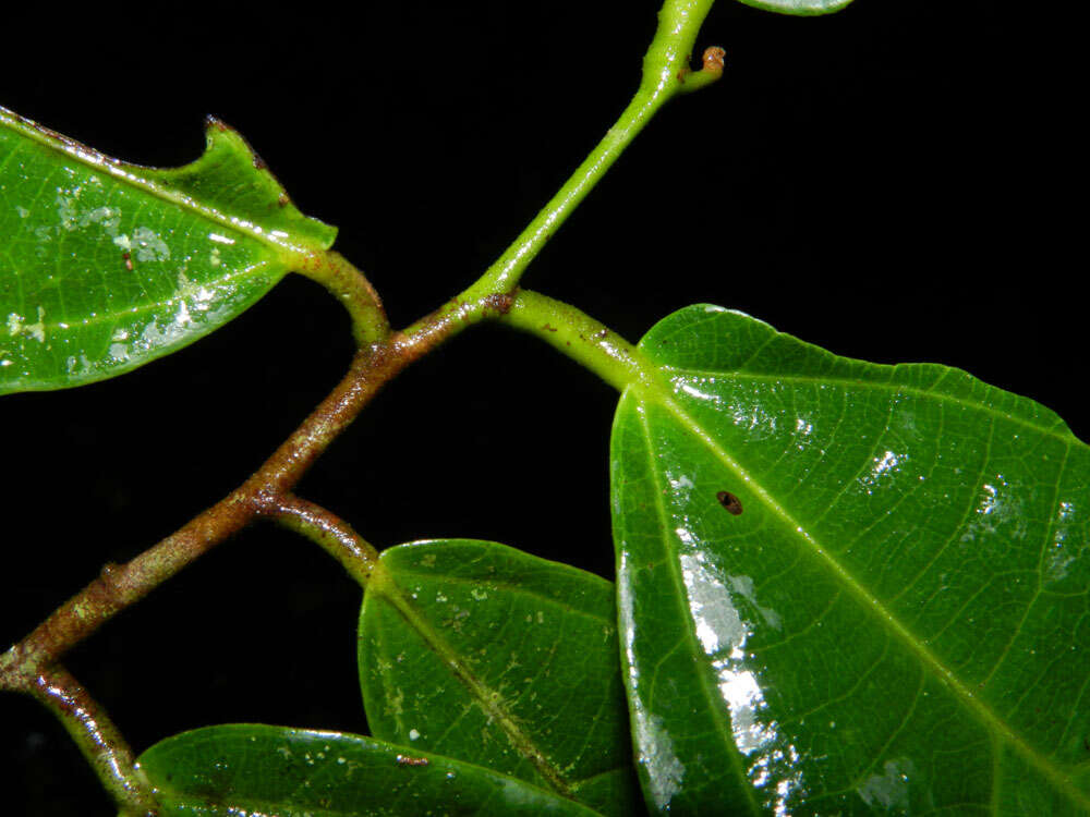 صورة Mortoniodendron cauliflorum Al. Rodr.