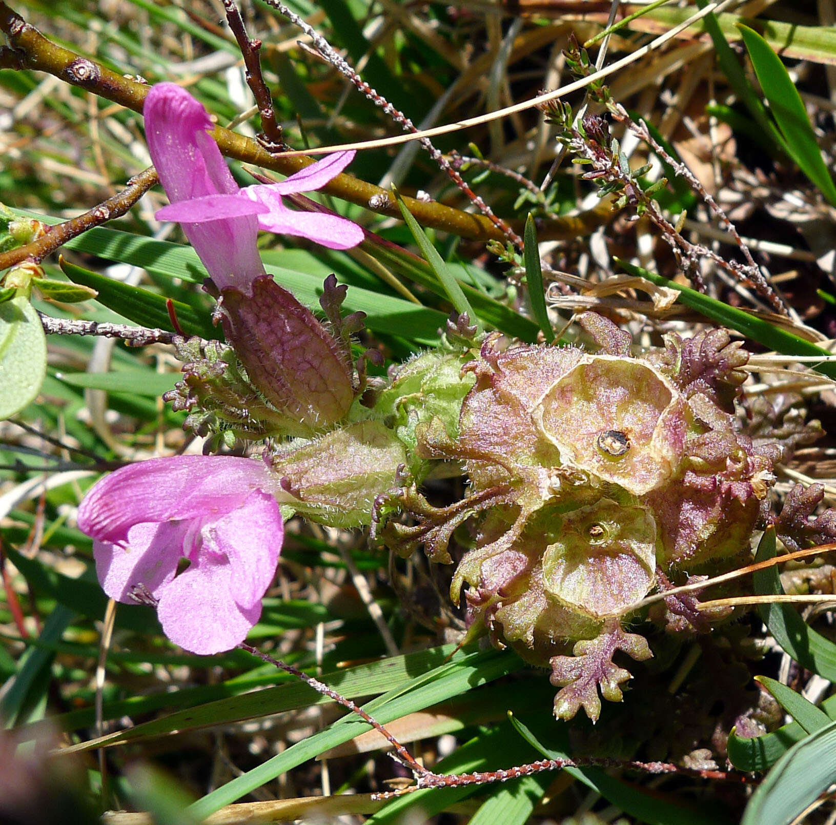 Imagem de Pedicularis sylvatica L.