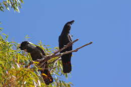 Image of Calyptorhynchus Desmarest 1826