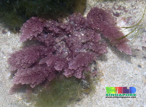 Image of Red asparagus algae