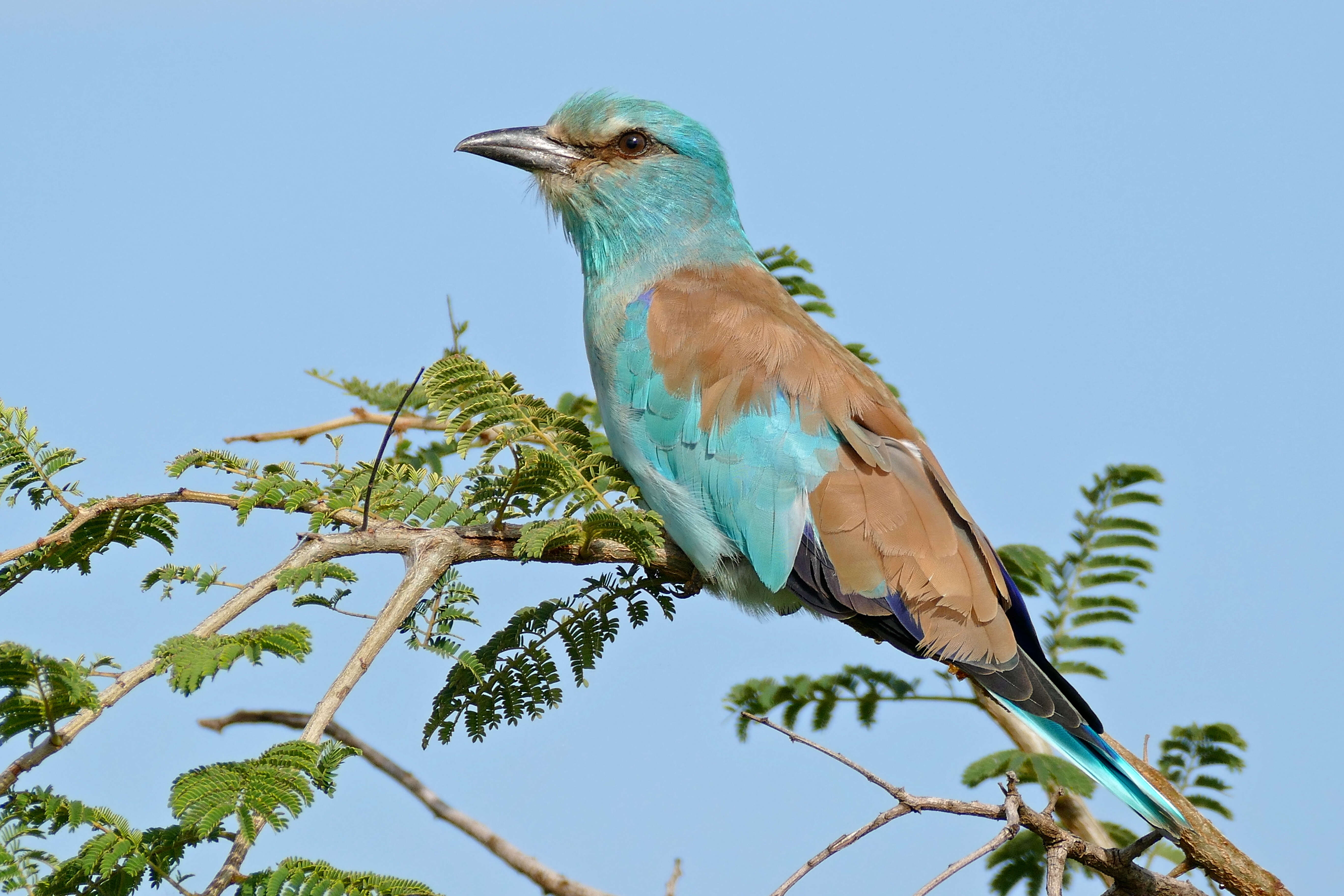 Image of European Roller