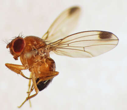 Plancia ëd Drosophila suzukii (Matsumura 1931)