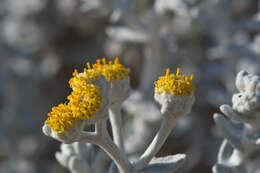 Image of Otanthus