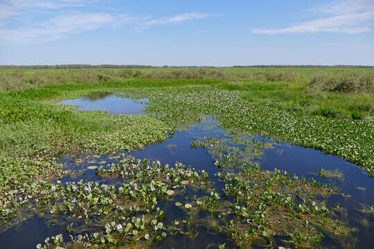 Image de Eichhornia azurea (Sw.) Kunth