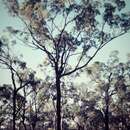 Imagem de Eucalyptus crebra F. Müll.