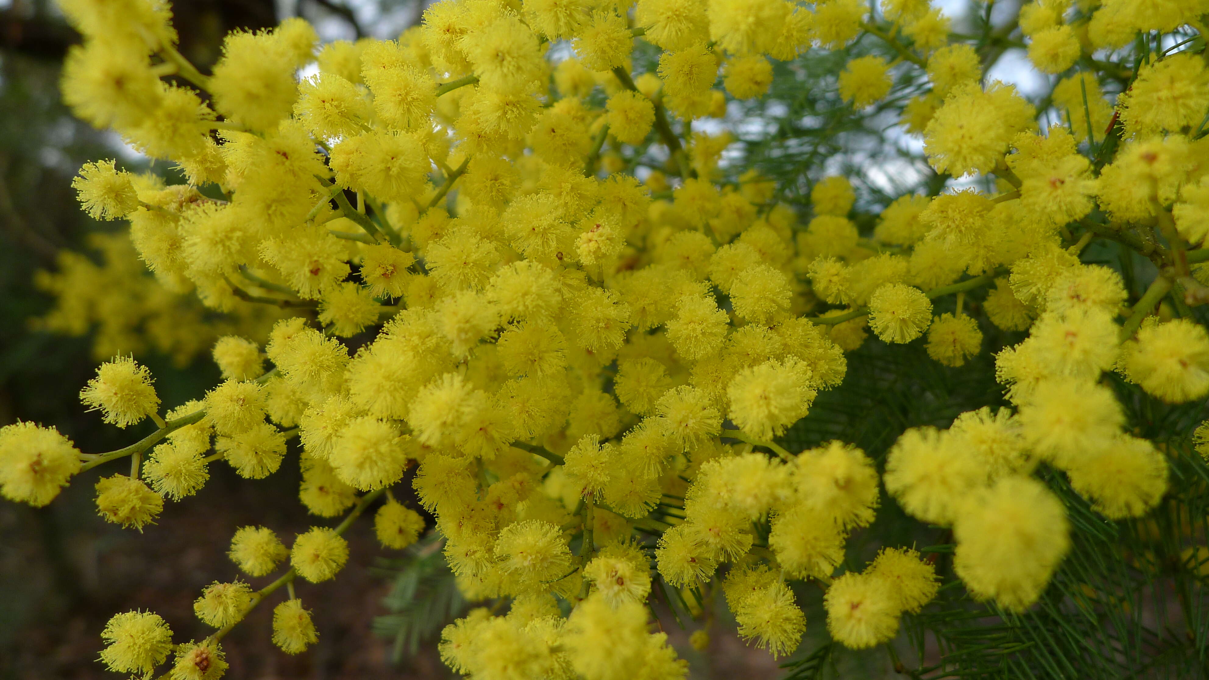 Image of green wattle