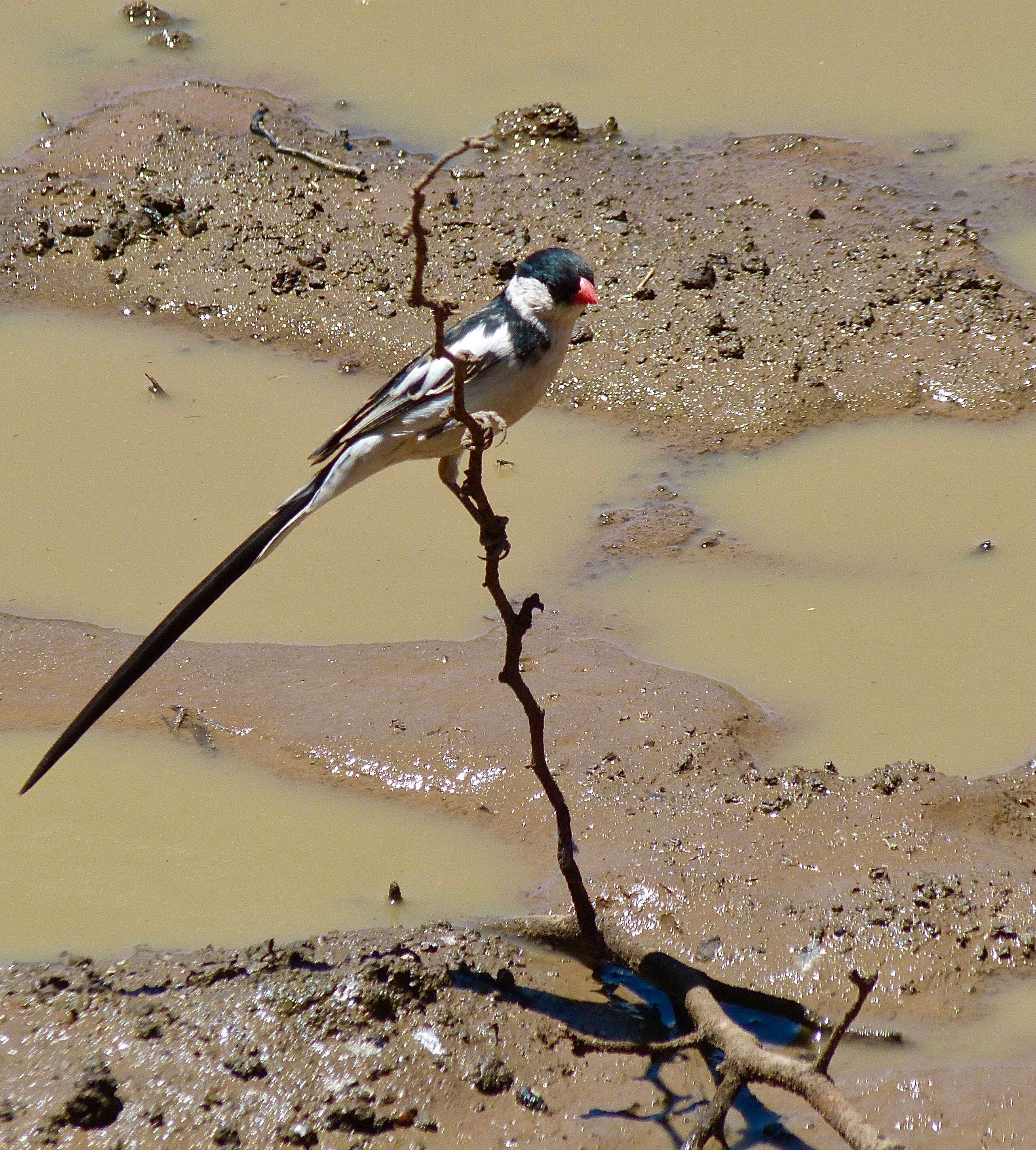 Image of Pin-tailed Whydah