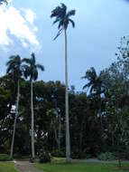 Image of royal palm