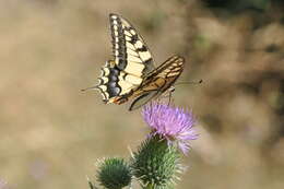 Image of Old World Swallowtail