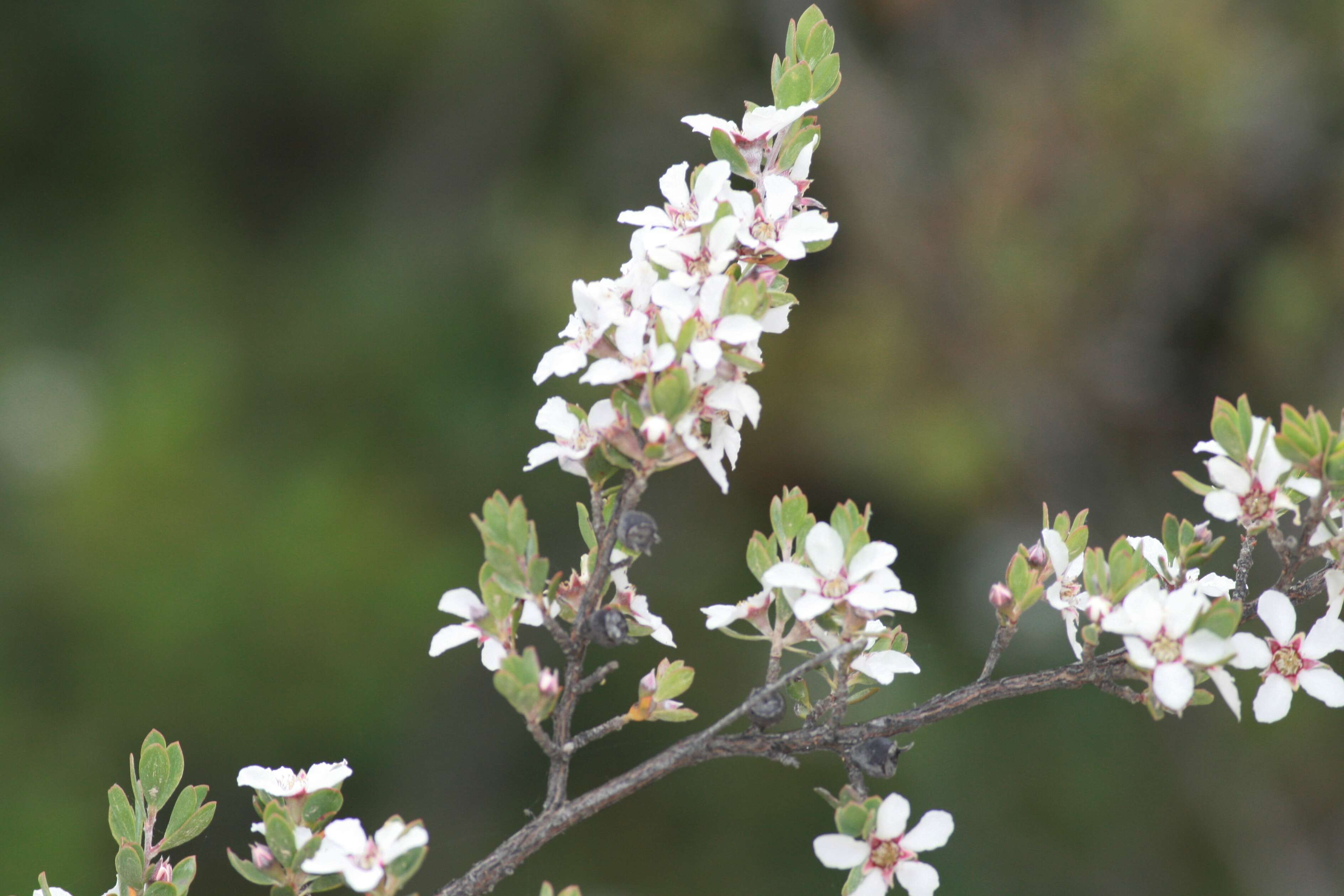 Sivun Leptospermum glaucescens S. Schauer kuva