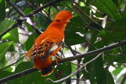 Image of Guianan Cock-of-the-rock