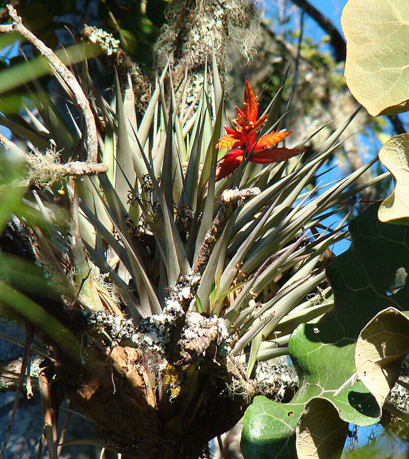 Image of Tillandsia turneri var. turneri