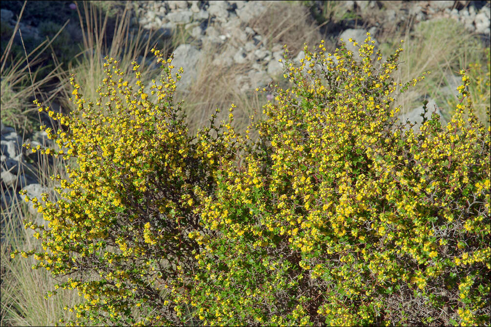 Image of Barberry