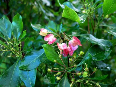 Image of Florida hopbush