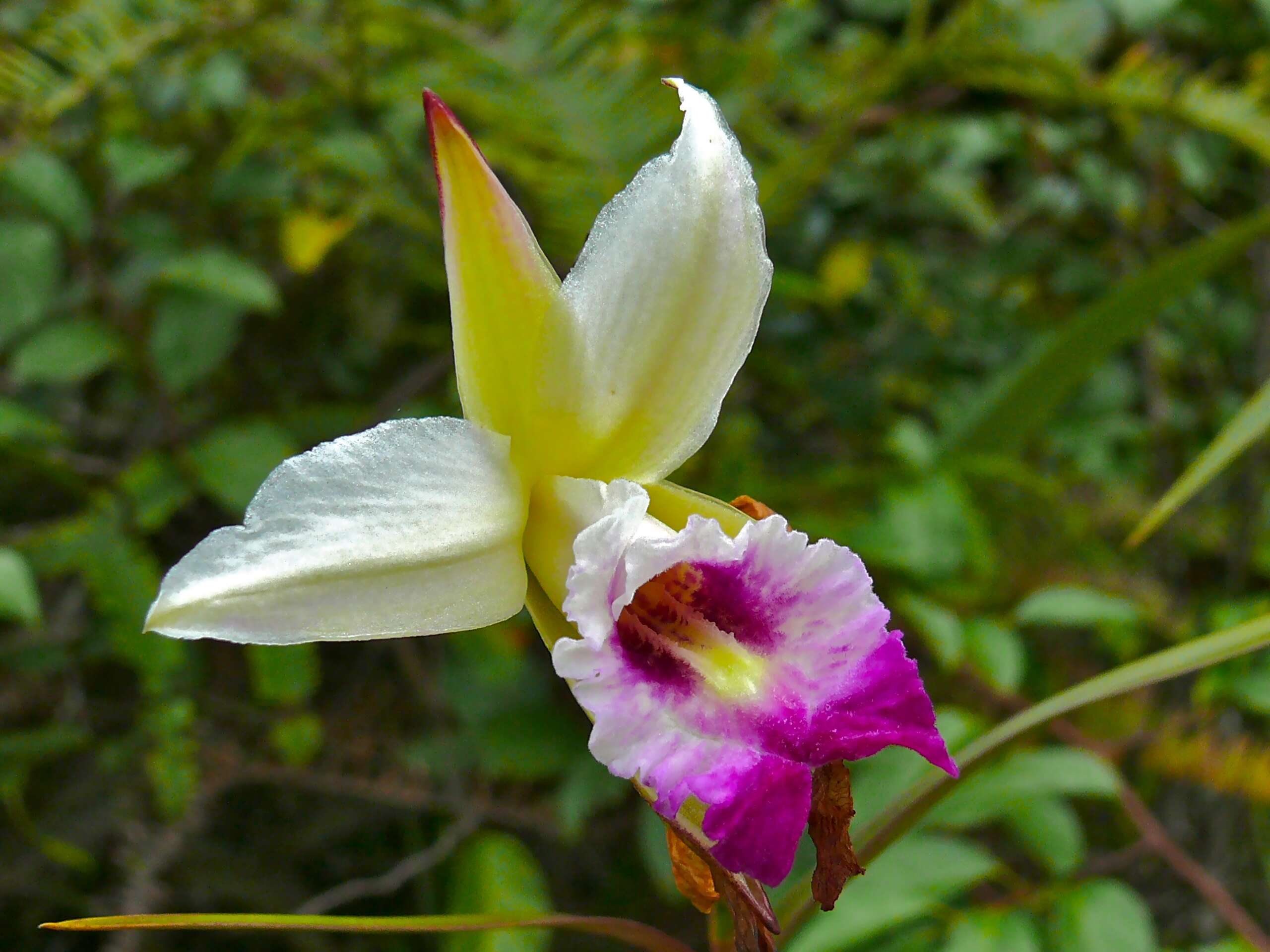 Image of Bamboo orchid