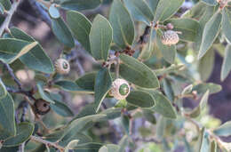 Imagem de Quercus arizonica Sarg.