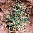 Слика од Petrocoptis pardoi subsp. guarensis (Fernández Casas) P. Monts.