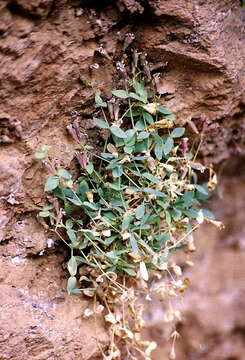 Image of Petrocoptis pardoi subsp. guarensis (Fernández Casas) P. Monts.