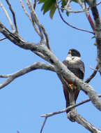 Image of Bat Falcon