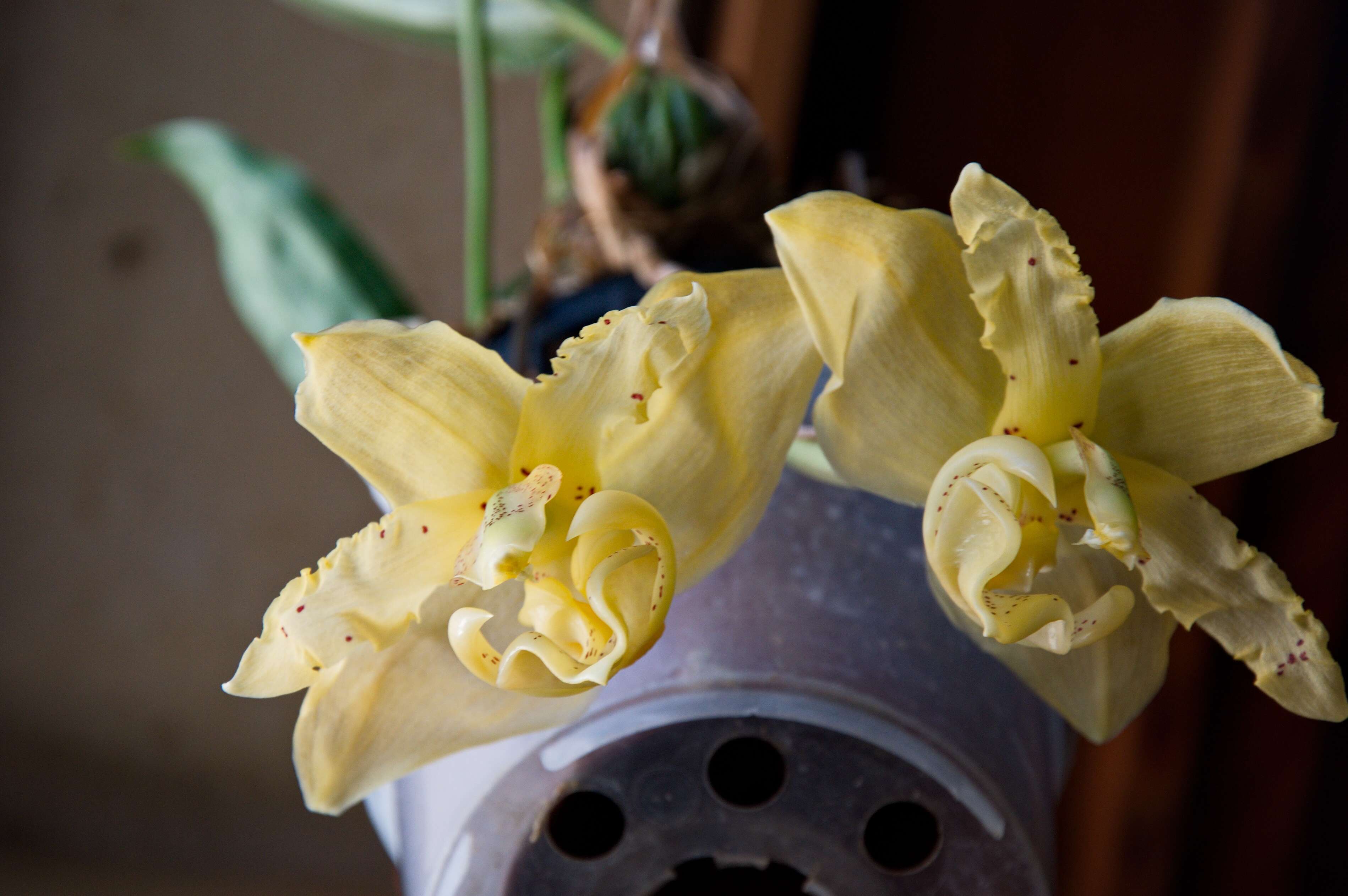 Image of Stanhopea orchid