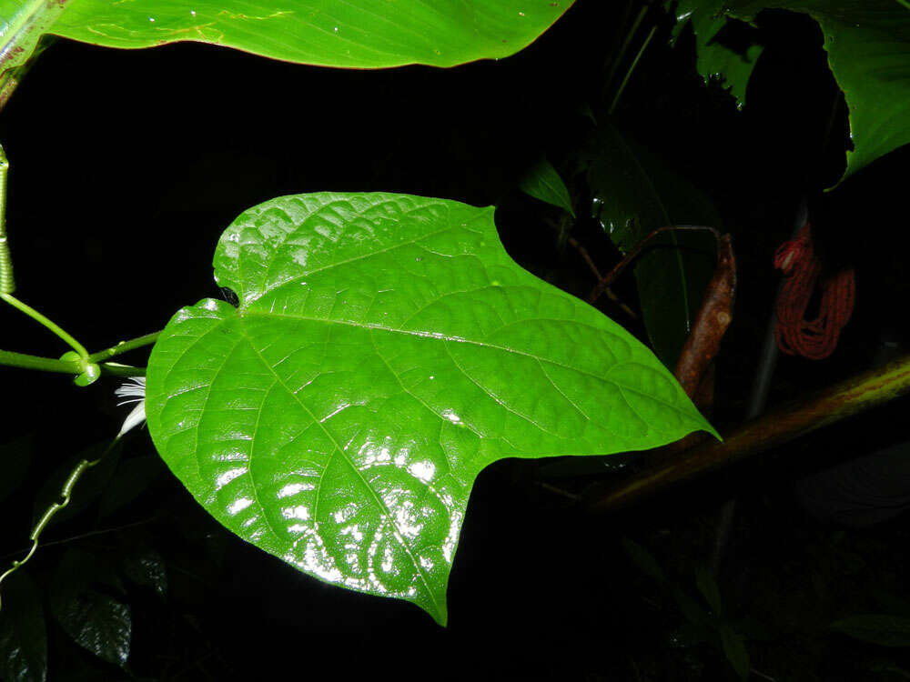 Image of Passiflora lobata (Killip) Hutch. ex J. M. Mac Dougal