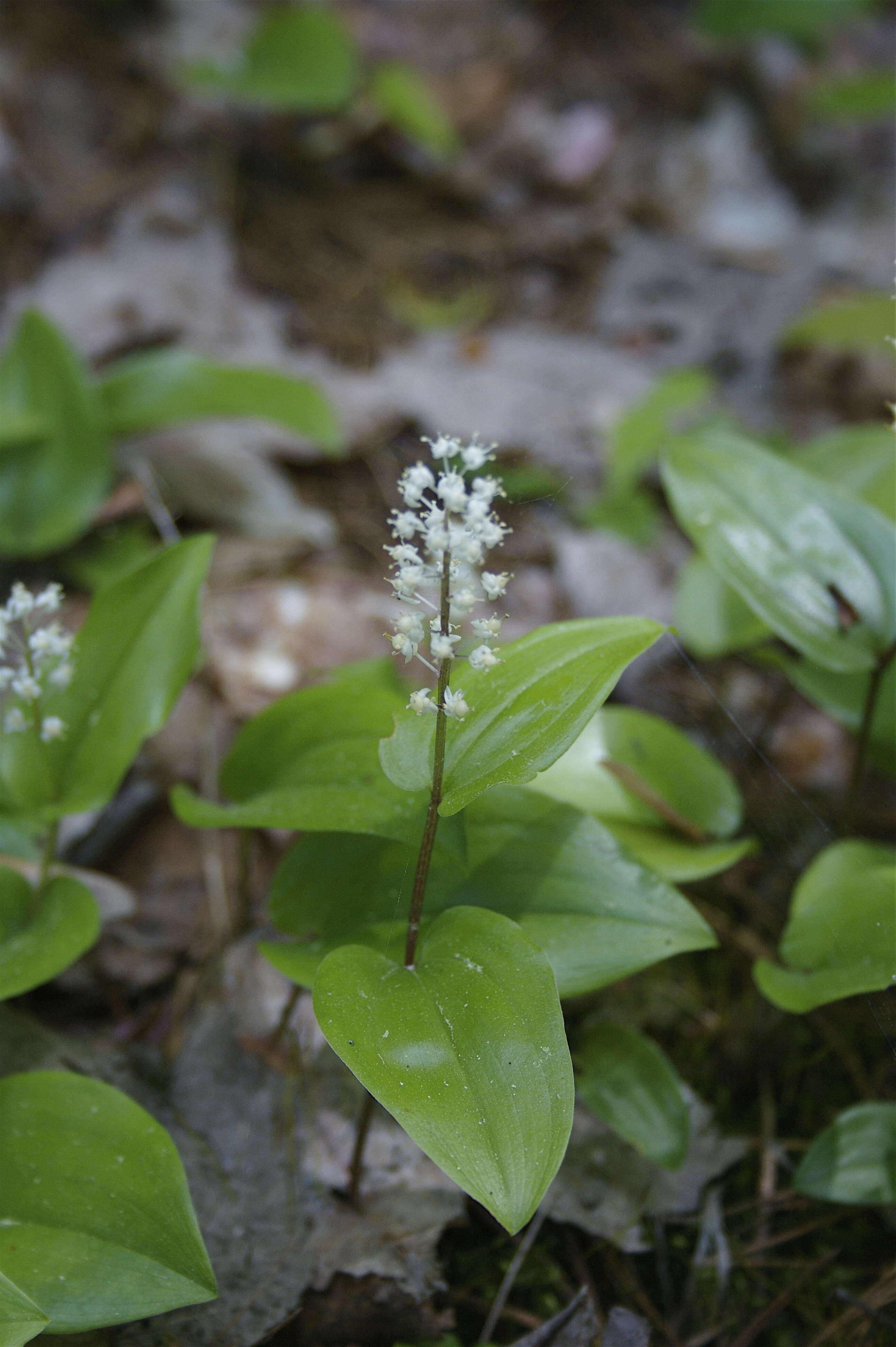 Image of mayflower