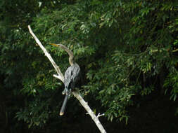 Image de Anhinga d'Amérique