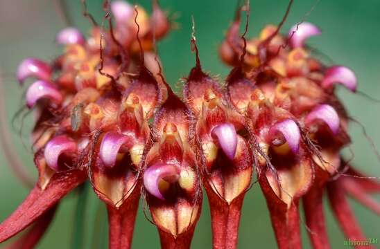 Imagem de Bulbophyllum gracillimum (Rolfe) Rolfe