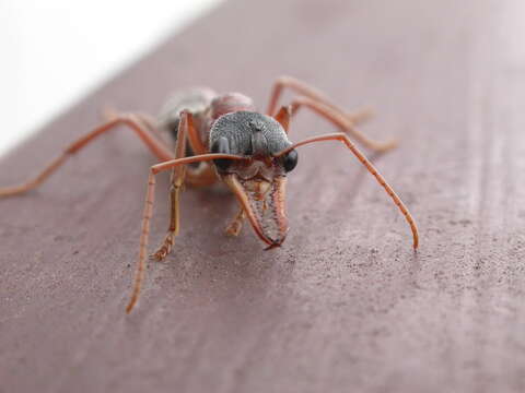 Image of Myrmecia nigriceps Mayr 1862