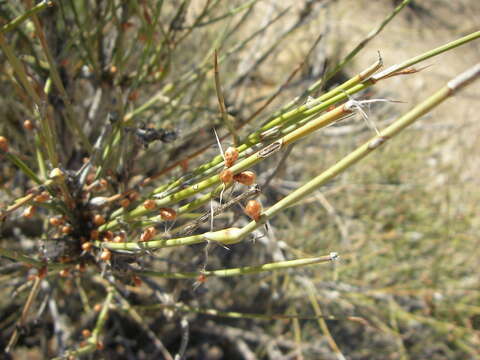 Image of American Ephedra